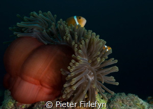 Anemon with clownfishes by Pieter Firlefyn 